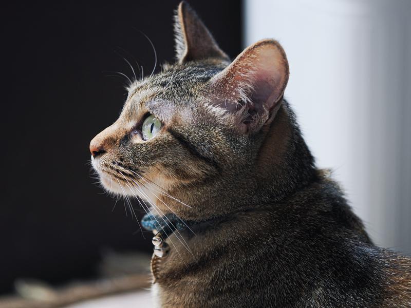 入れ歯のメンテナンス