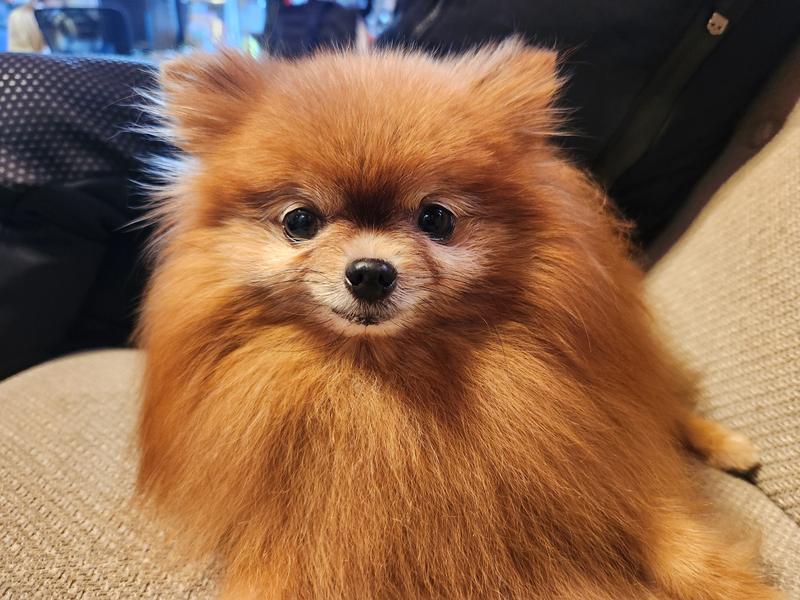 舌のお掃除で口臭予防